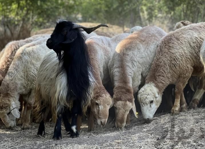 فروش گوسفند زنده بدون واسطه|حیوانات مزرعه|مشهد, کشاورز|دیوار