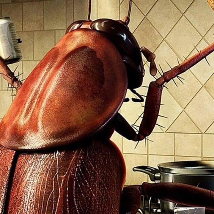 شرکت سمپاشی سوسک ریز با ۱۵ شعبه فعال دراستان البرز|خدمات نظافت|فردیس, |دیوار
