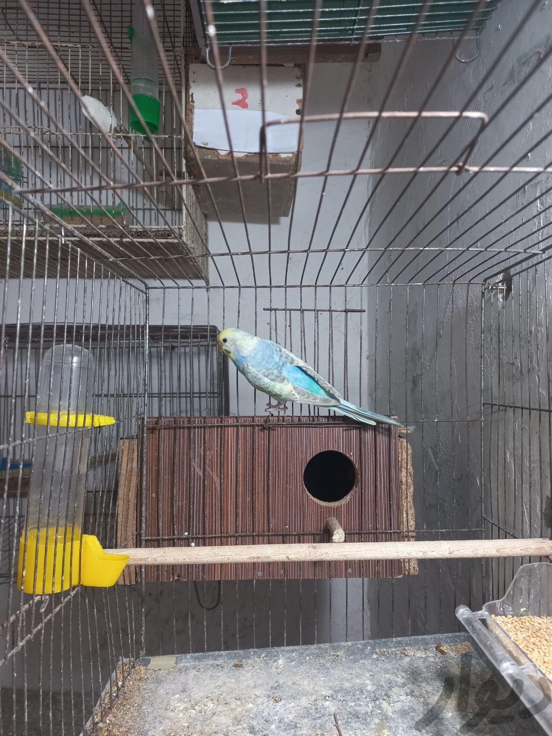 مرغ عشق رینبو ماده ۱ ساله|پرنده|بابل, |دیوار