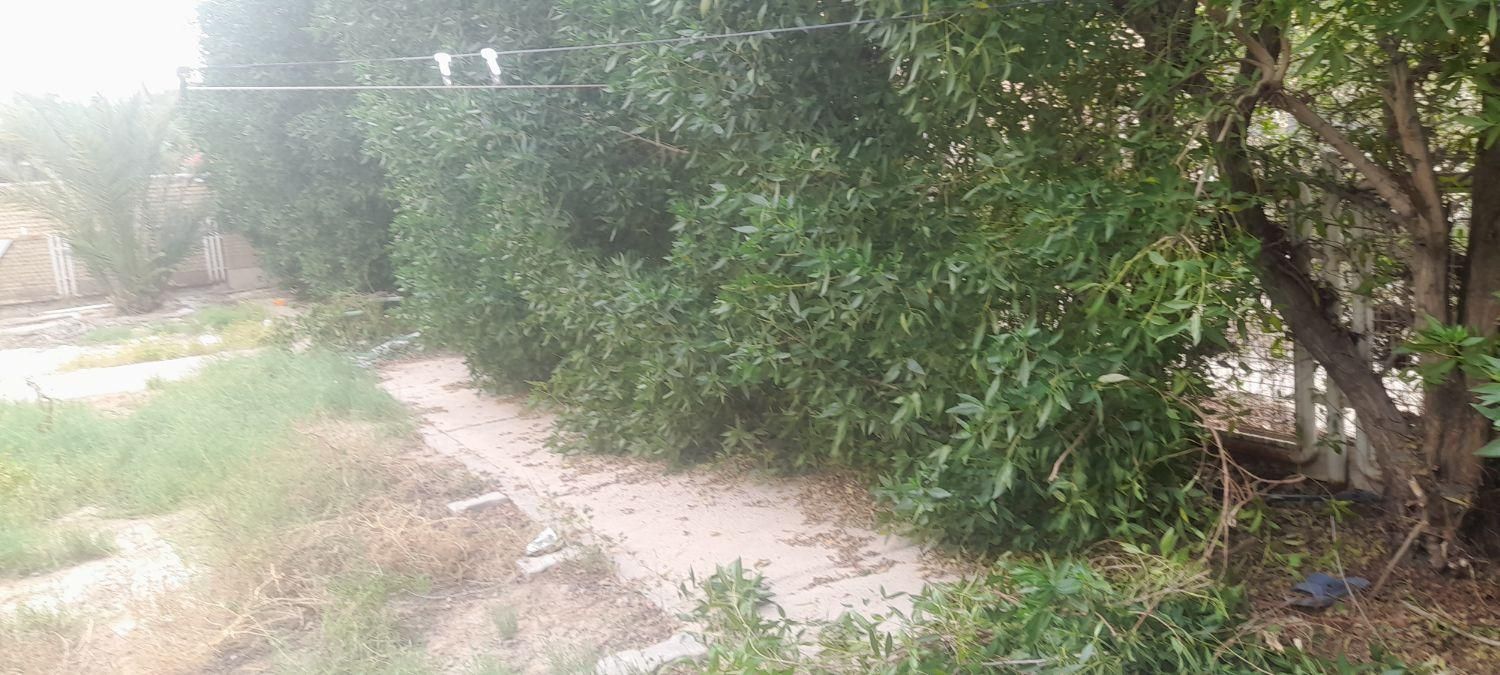 خدمات باغبانی|خدمات باغبانی و درختکاری|بندر ماهشهر, |دیوار