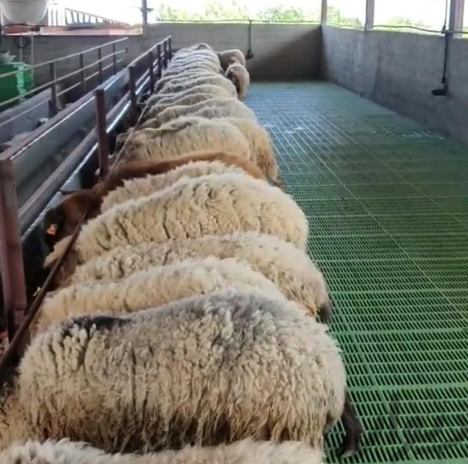 فروش تلفنی گوسفند زنده برا قربانی عقیقه عروسی|حیوانات مزرعه|گرمدره, |دیوار