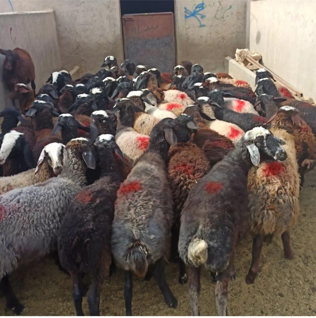 گوسفند زنده شهرداری تمام تهران باقصاب درمحل|حیوانات مزرعه|تهران, نیروی هوایی (پیروزی)|دیوار
