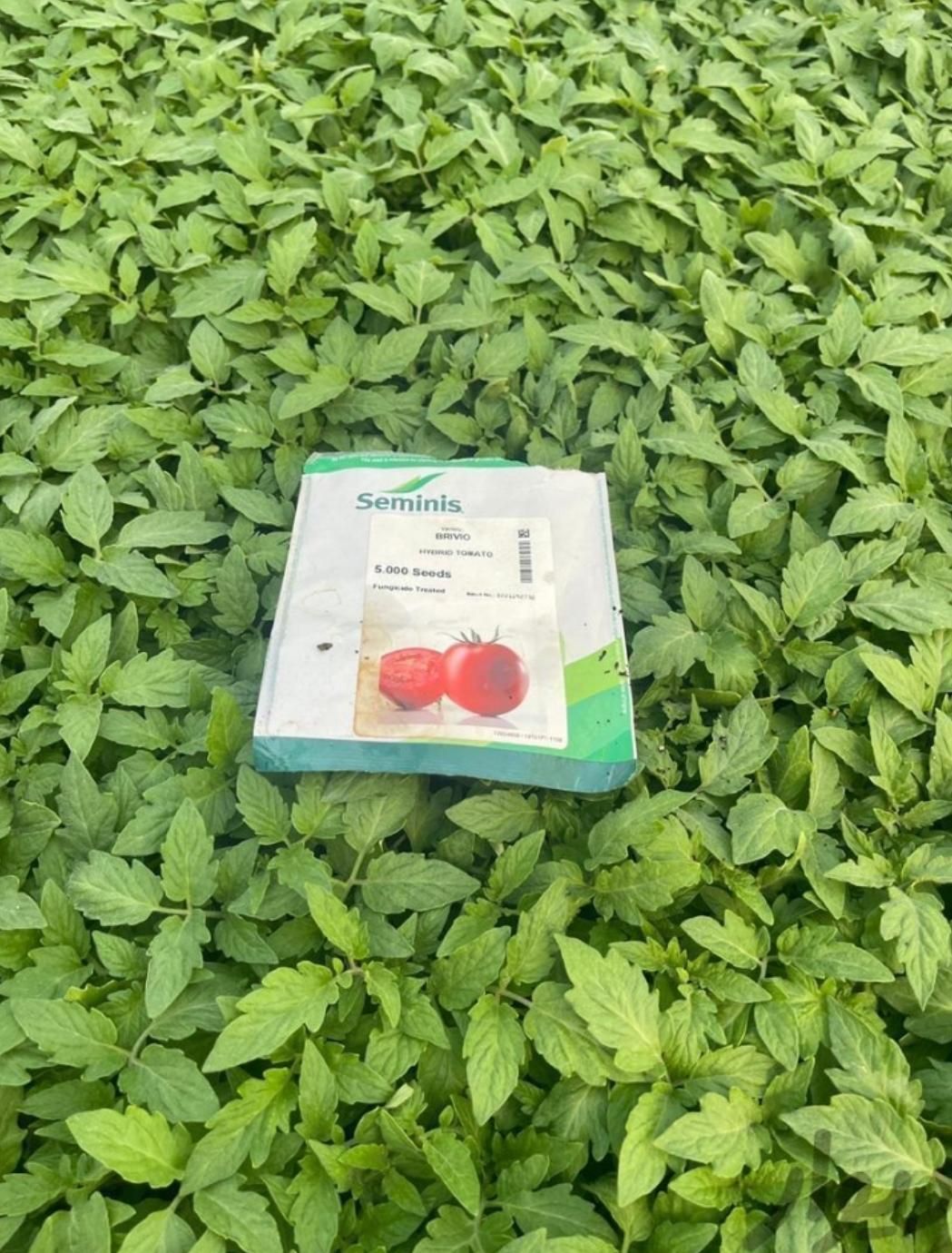 فروش نشاء گوجه وغیره... گلخانه ای|خدمات باغبانی و درختکاری|اصفهان, آزادگان|دیوار
