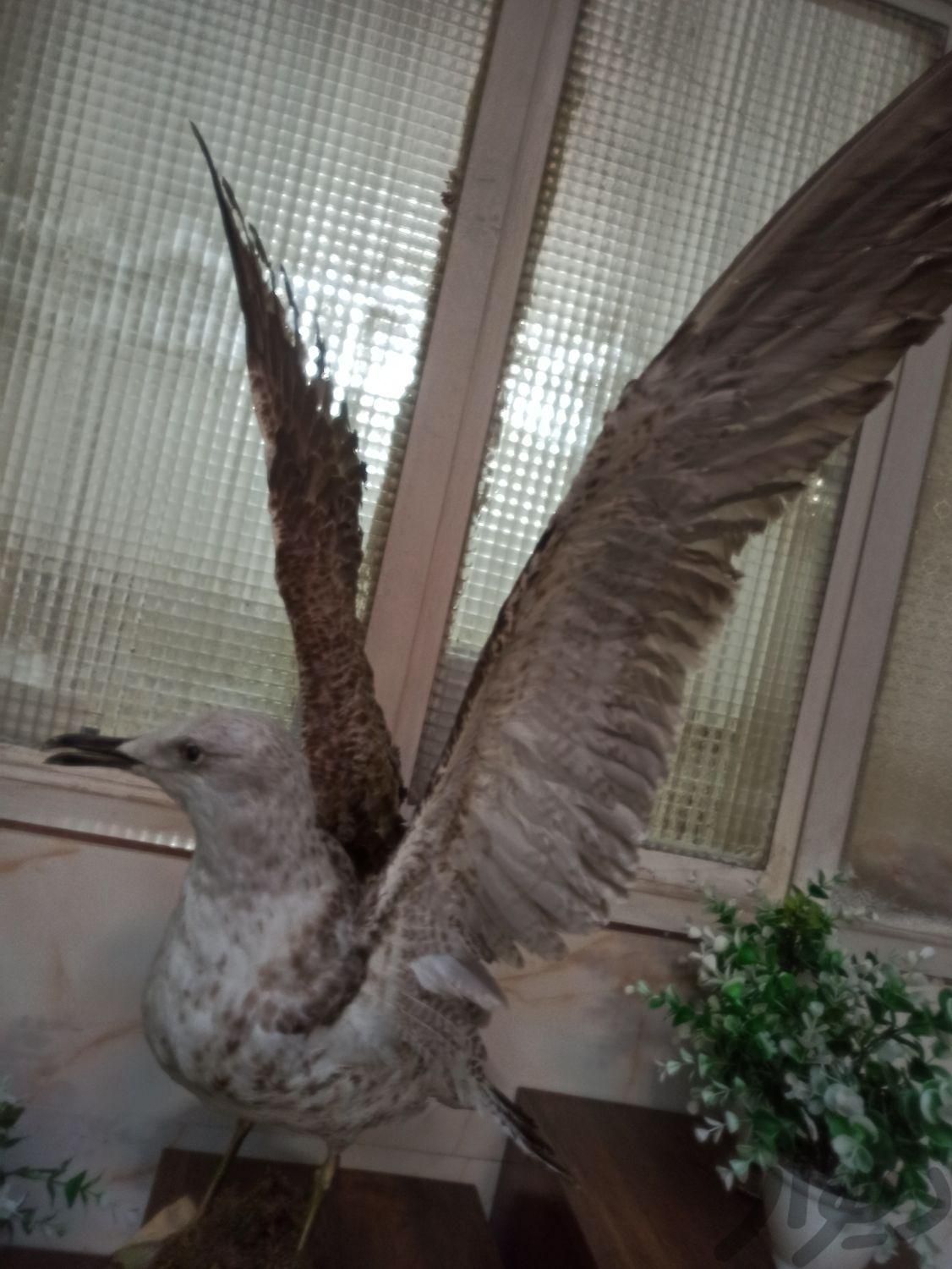 پرنده زینتی  طبیعی|مجسمه، تندیس و ماکت|تهران, حمزه‌آباد|دیوار