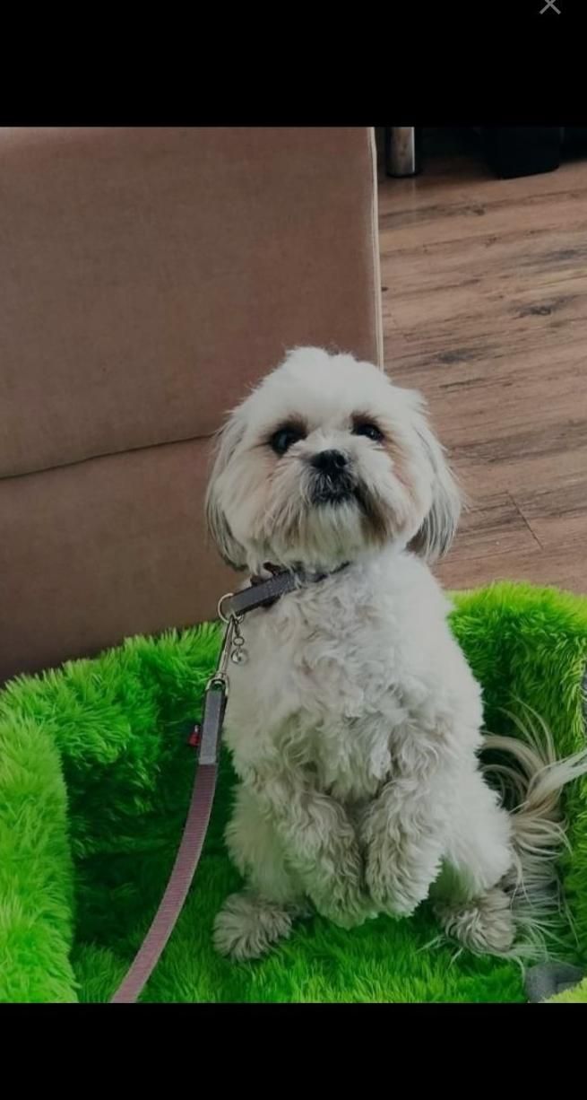 مربی سگ شیراز.آموزش سگ های خانگی.پانسیون سگ|خدمات آموزشی|شیراز, فرهنگ شهر|دیوار