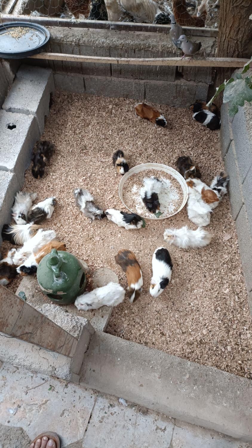 خرگوش، خوکچه هندی و همستر|موش و خرگوش|اصفهان, رهنان|دیوار