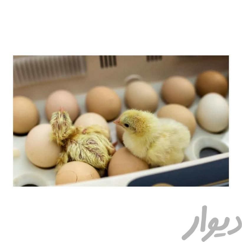 فروش تخم مرغ نطفه دارتخم مرغ محلی نطفه دار|حیوانات مزرعه|کرج, کوی کارمندان شمالی|دیوار