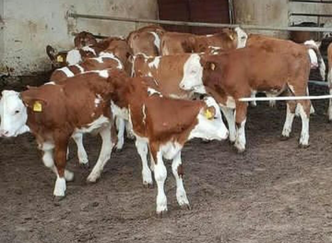 انواع گوساله ریزقلم پرواری|حیوانات مزرعه|بندر ترکمن, |دیوار