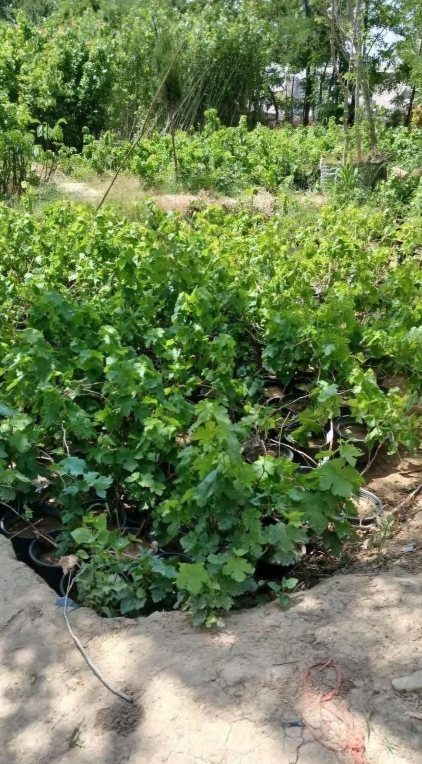 فروش مستقیم از نهالستان نهال شناسنامه‌دار و بامجوز|خدمات باغبانی و درختکاری|شهریار, |دیوار