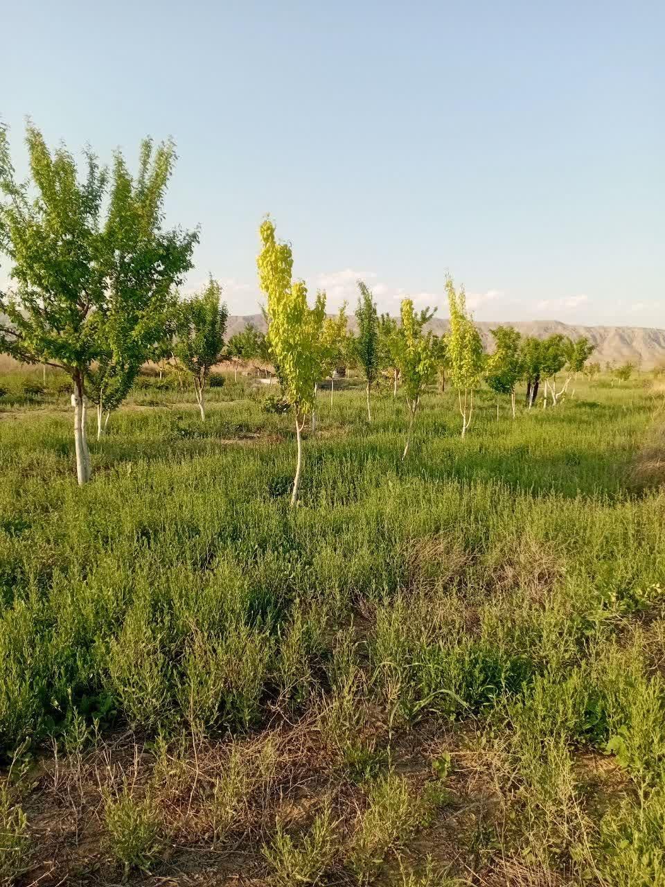 زمین باغ گلخانه|فروش زمین و ملک کلنگی|مشهد, توس|دیوار