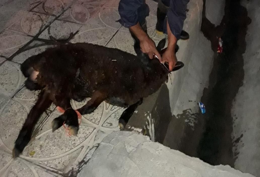 قصاب (سلاخ.ذبح)درمحل|خدمات پذیرایی، مراسم|ساوه, |دیوار