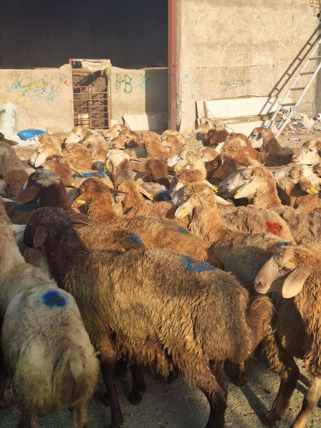 گوسفند زیرنظرشهرداری قلم شهرک یاس زنده باغستان|حیوانات مزرعه|کرج, شهرک یاس جنوبی|دیوار