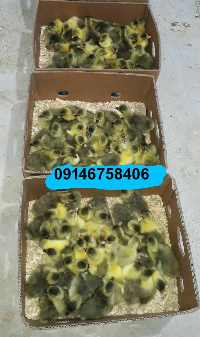 جوجه غازدورگه۵روزه|حیوانات مزرعه|اردبیل, |دیوار