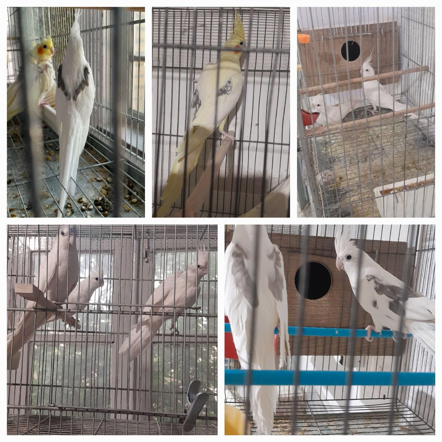 عروس هلندی درتمام سنین سریلاکی تازه دونخورجفت مولد|پرنده|تبریز, |دیوار