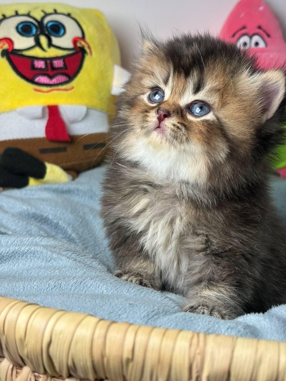 گربه ها بهترین بهترین همدم های خانگی|گربه|اصفهان, احمدآباد|دیوار