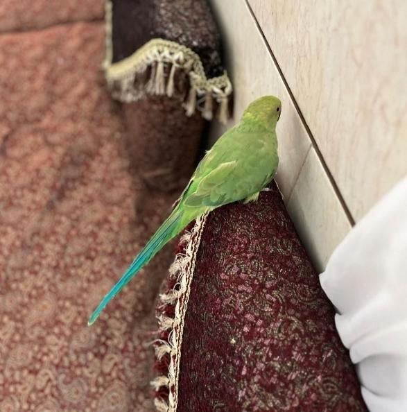 طوطی ملنگو|پرنده|رفسنجان, |دیوار