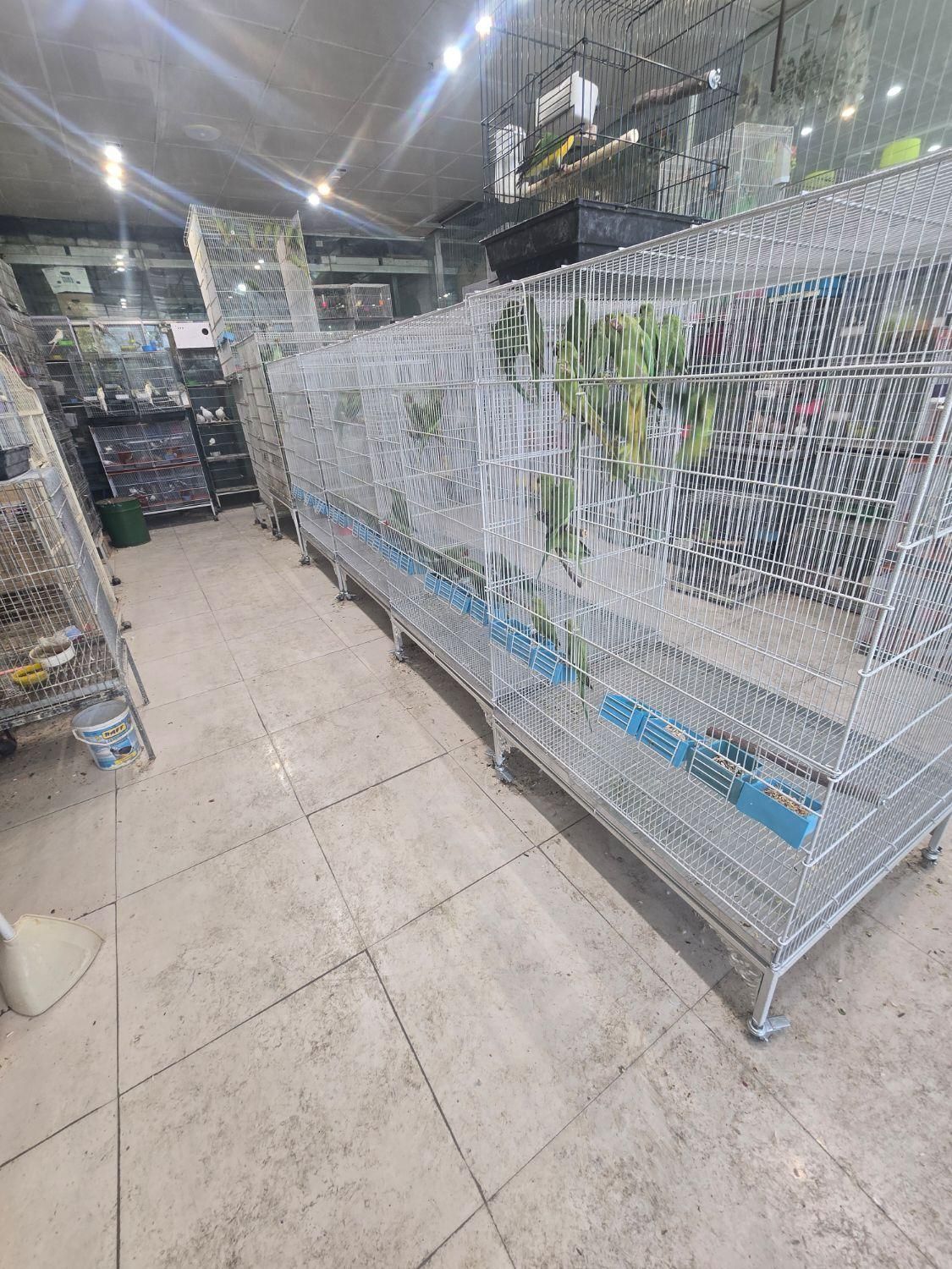 بار جدید 900 جفت جوجه شاه طوطی اروپائی وعروس هلندی|پرنده|بیرجند, |دیوار