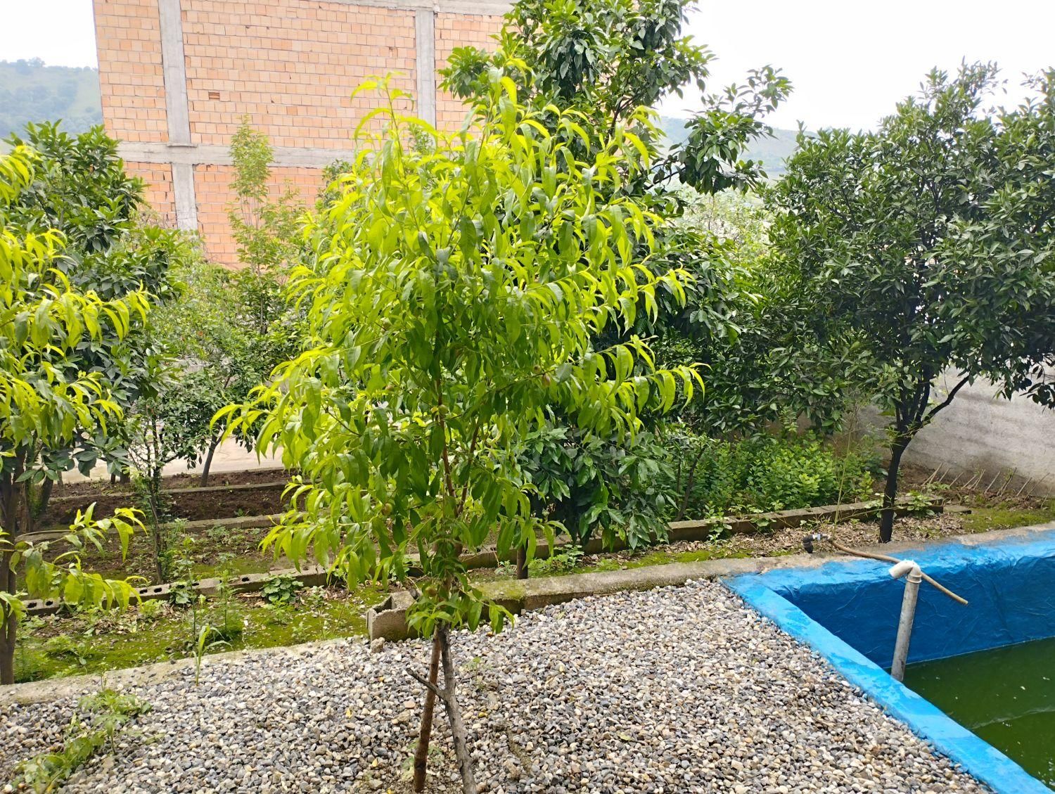 سوئیت دربست اجاره ای ،توشن روزانه.شبانه. خونه باغ|اجارهٔ کوتاه‌مدت ویلا و باغ|گرگان, |دیوار