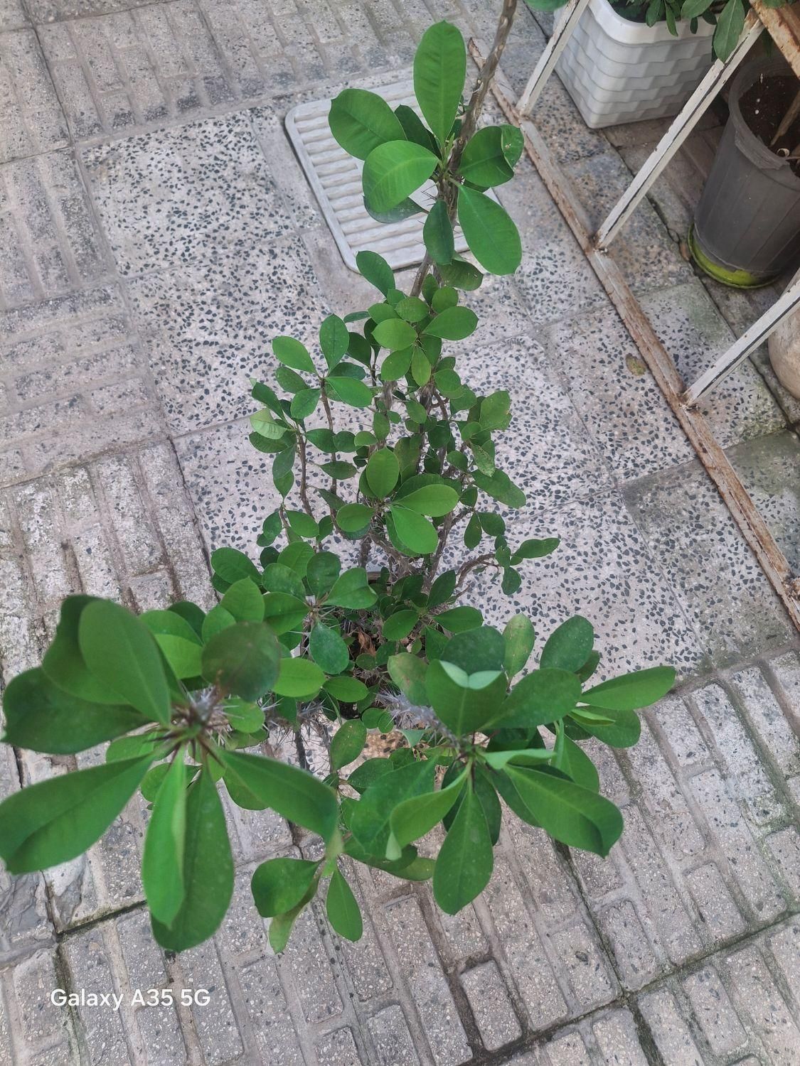 بابا ادم/ شفلرا/گل مرجان|گل و گیاه طبیعی|رشت, نظری|دیوار