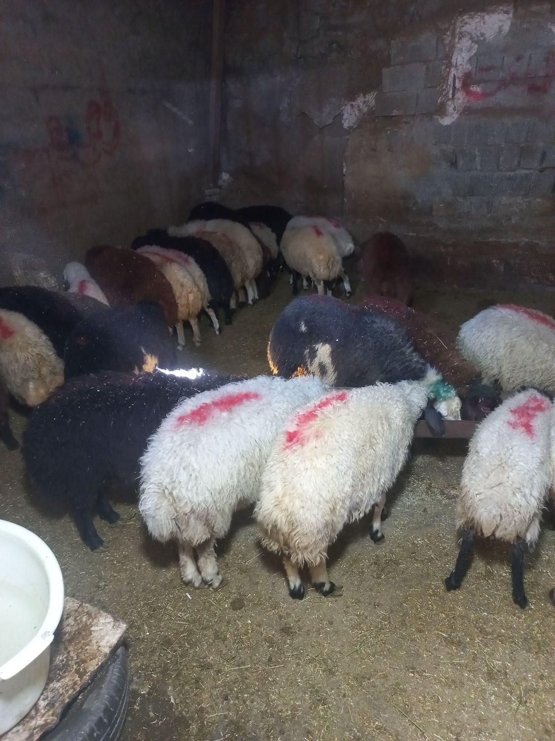 خرید بصورت حضوری و آنلاین (تلفنی) گوسفند زنده ..|حیوانات مزرعه|تهران, نیروی هوایی (پیروزی)|دیوار