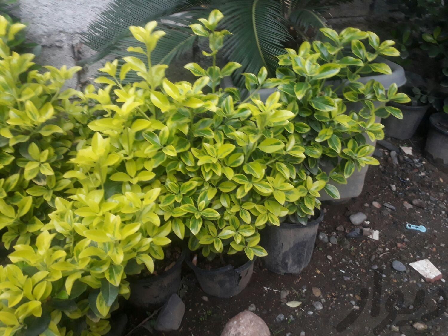 شمشاد طلایی و سبز|گل و گیاه طبیعی|کلاچای, |دیوار