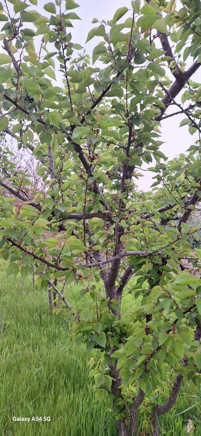 زمین باغی روستای نصرآبادبه متراژ ۱۳۵۶مترمربع|فروش دفتر صنعتی، کشاورزی، تجاری|گرگان, |دیوار