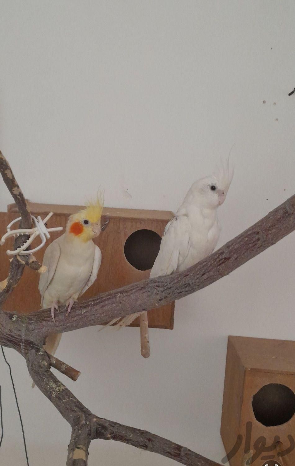 عروس هلندی تخم گذار  ( مولد )|پرنده|باقرشهر, |دیوار