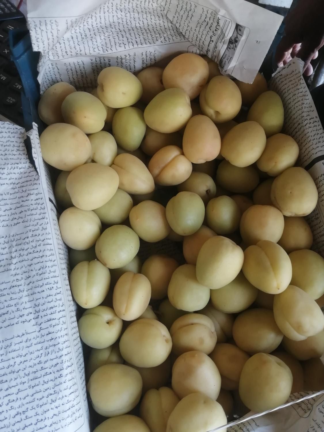 تامین و ارسال میوه و تره بار از میدان مرکزی|خوردنی و آشامیدنی|تهران, شهرک شریعتی|دیوار