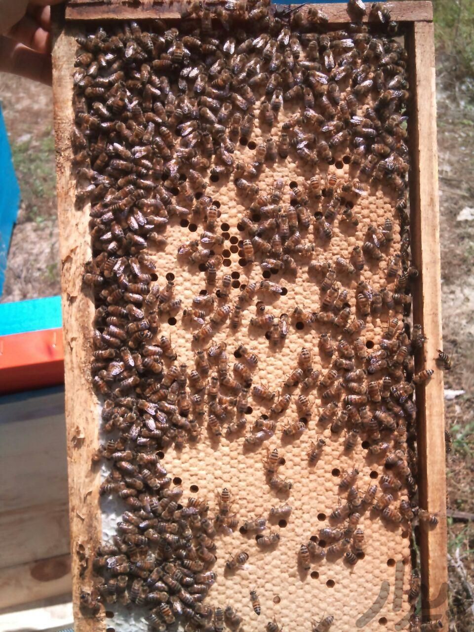 فروش کندو، عسل و ارائه خدمات زنبورداری