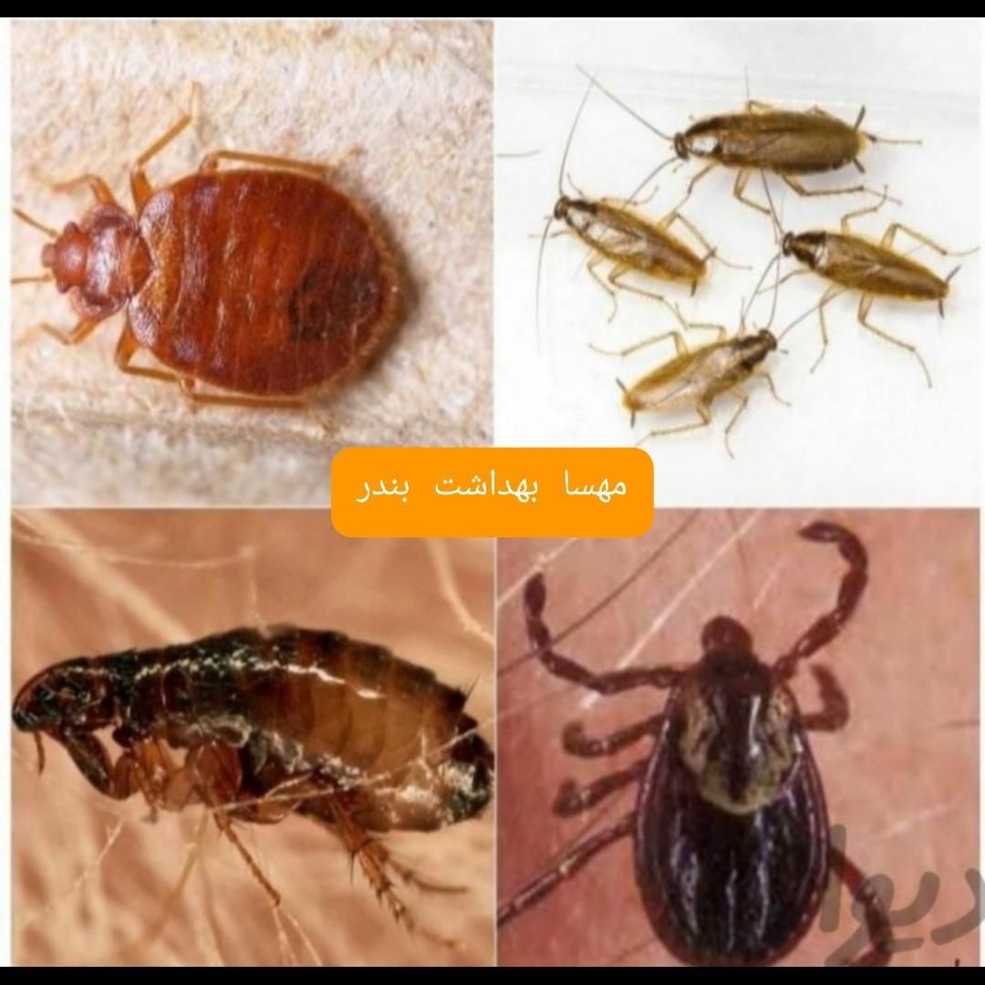 سمپاشی گیاهی سوسک ساس موریانه زدایی ،سم پاشی|خدمات نظافت|بندر ماهشهر, |دیوار