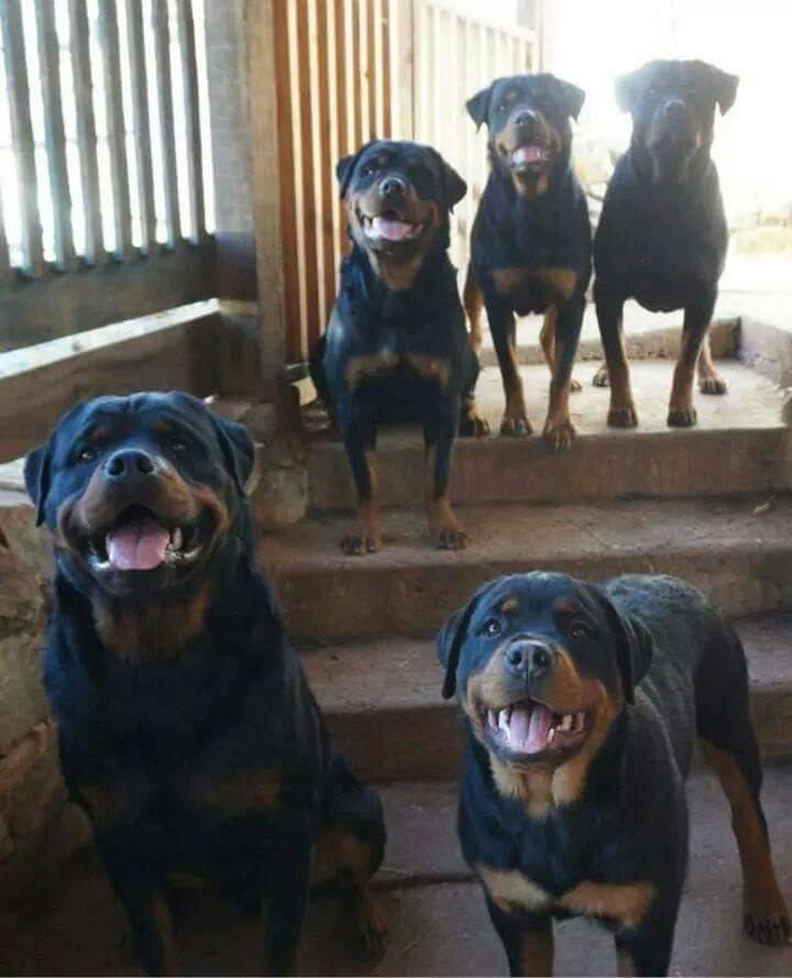 سگ جوان آموزش دیده ،نترس و نگهبانی بدون ضعف|سگ|تهران, ارم|دیوار