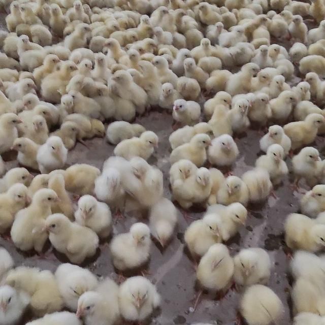 یک خانواده در مرغداری گوشتی|استخدام صنعتی، فنی، مهندسی|تبریز, |دیوار