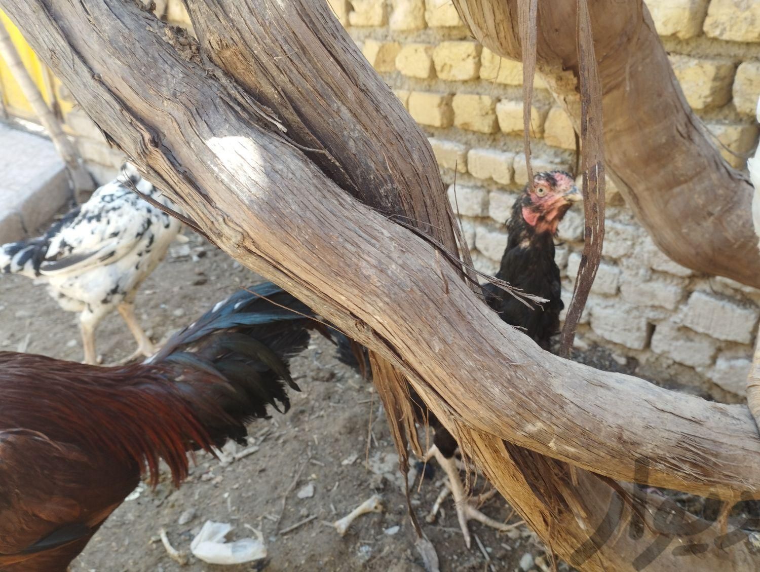 مرغ خروس لاری بفروش میرسد|حیوانات مزرعه|تنکمان, |دیوار