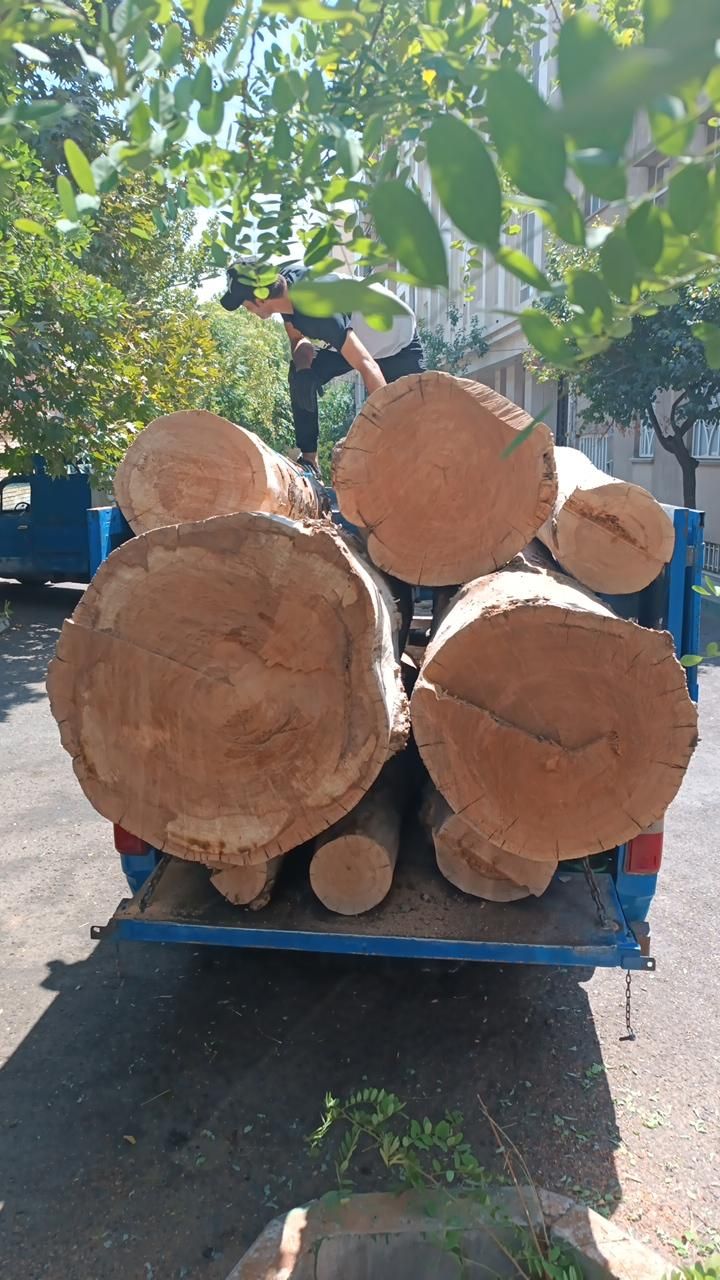 برش درخت قطع درخت خرید چوب. جابجایی انواع درخت|خدمات باغبانی و درختکاری|تهران, نیاوران|دیوار