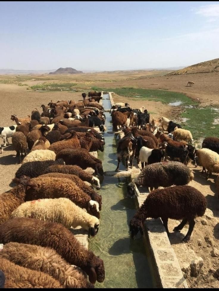 گوسفند زنده تحت نظارت شهرداری،کشتارگاه|حیوانات مزرعه|کرج, شهرک بنفشه|دیوار