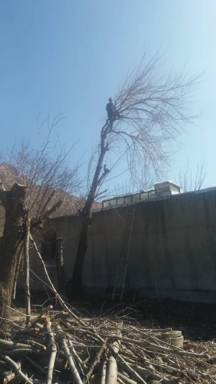 هرس خرید چوب قطع و بریدن درخت سمپاشی،چمن و علف زنی|خدمات باغبانی و درختکاری|کرمانشاه, |دیوار