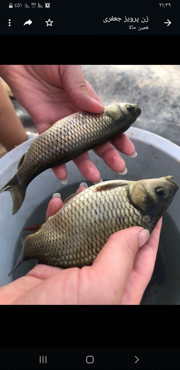 بچه ماهی کپور و امور و آزاد و کوی|ماهی|تهران, جنتآباد شمالی|دیوار