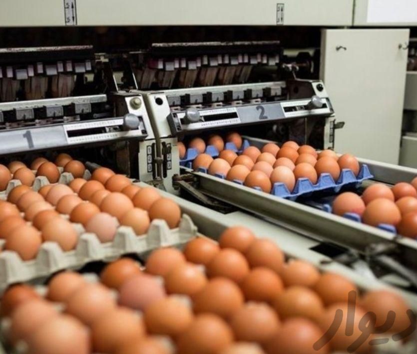 کارخانه تخم مرغ کارگر بسته بندی و راننده|استخدام حمل و نقل|کرج, شهرک بهارستان|دیوار