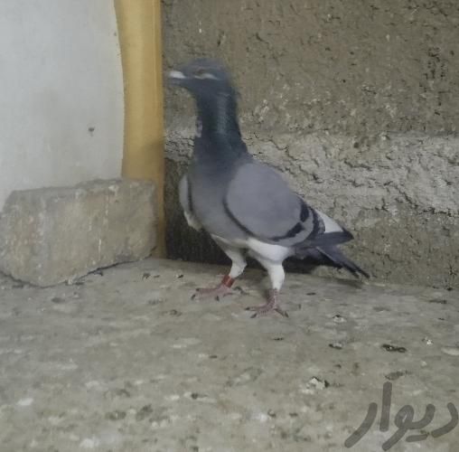 پلاکی نرشماره دار وکددار|پرنده|تهران, امیریه|دیوار