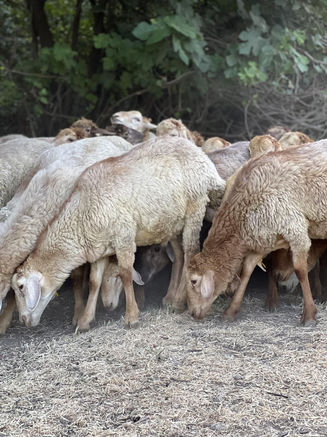 گوسفند کردستان با پلاک دامپزشکی|حیوانات مزرعه|تهران, پونک|دیوار