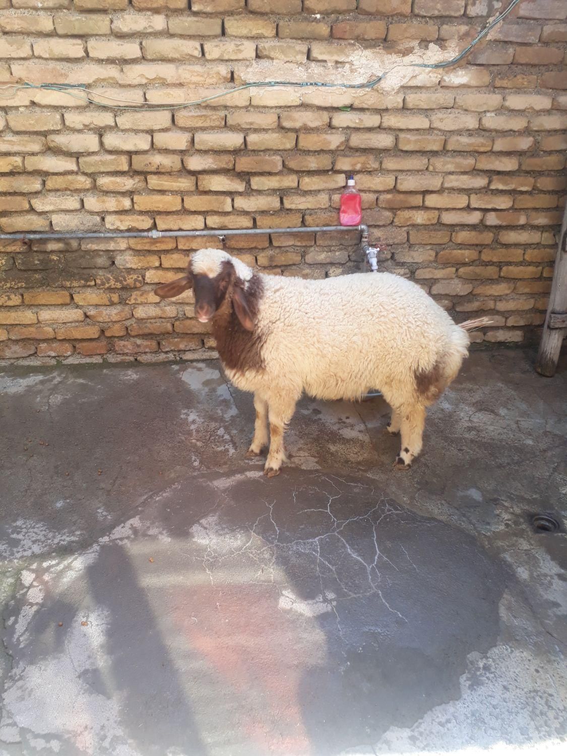 گوسفند زنده با کیفیت فوقالعاده|حیوانات مزرعه|کرمانشاه, |دیوار