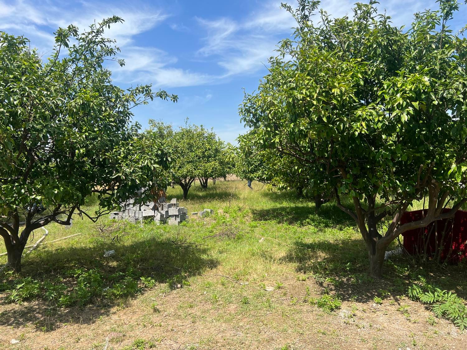 ۶۰۰ متر زمین خوش قواره دیوار به دیوار بافت مسکونی|فروش دفتر صنعتی، کشاورزی، تجاری|کیاکلا, |دیوار