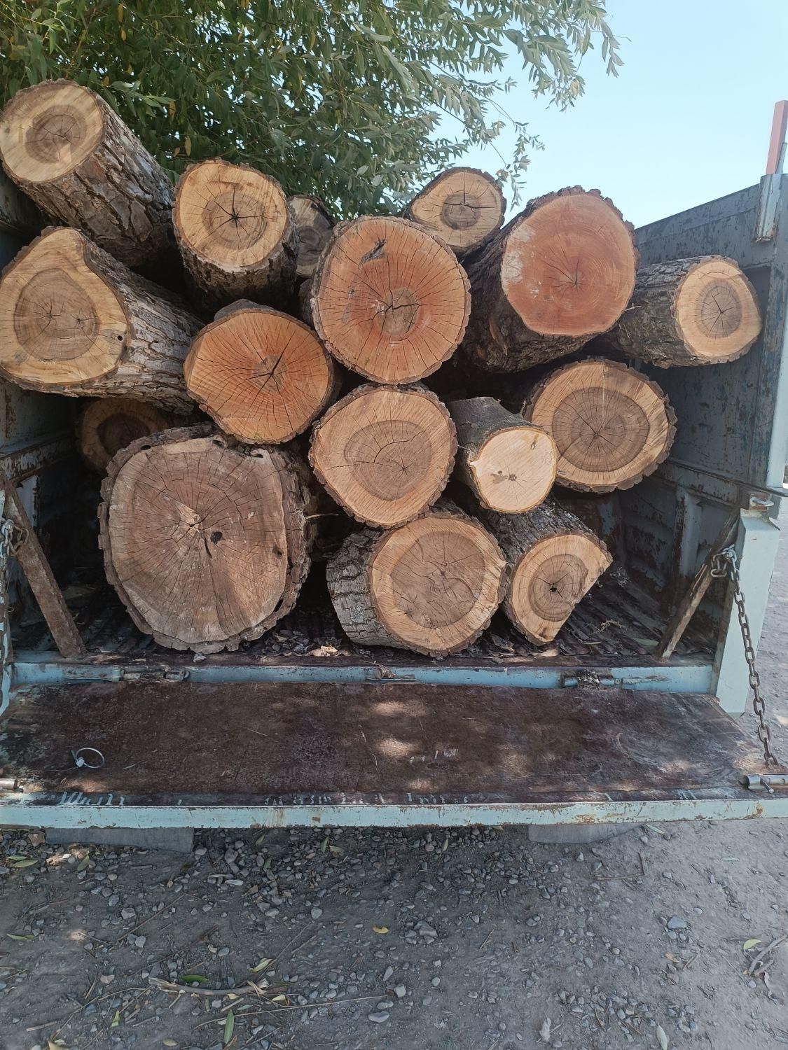 خرید وفروش انواع چوب وقطع وهرس درختان|خدمات باغبانی و درختکاری|مشهد, خواجه ربیع|دیوار