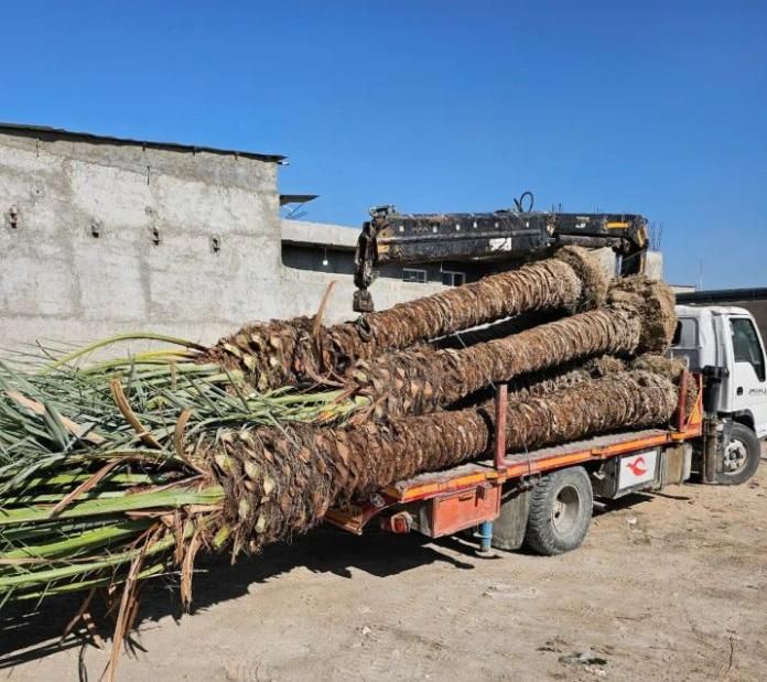 چابهار درخت نخل زیبا شکیل برای بوم‌گردی ویلا خانه|گل و گیاه طبیعی|چابهار, |دیوار