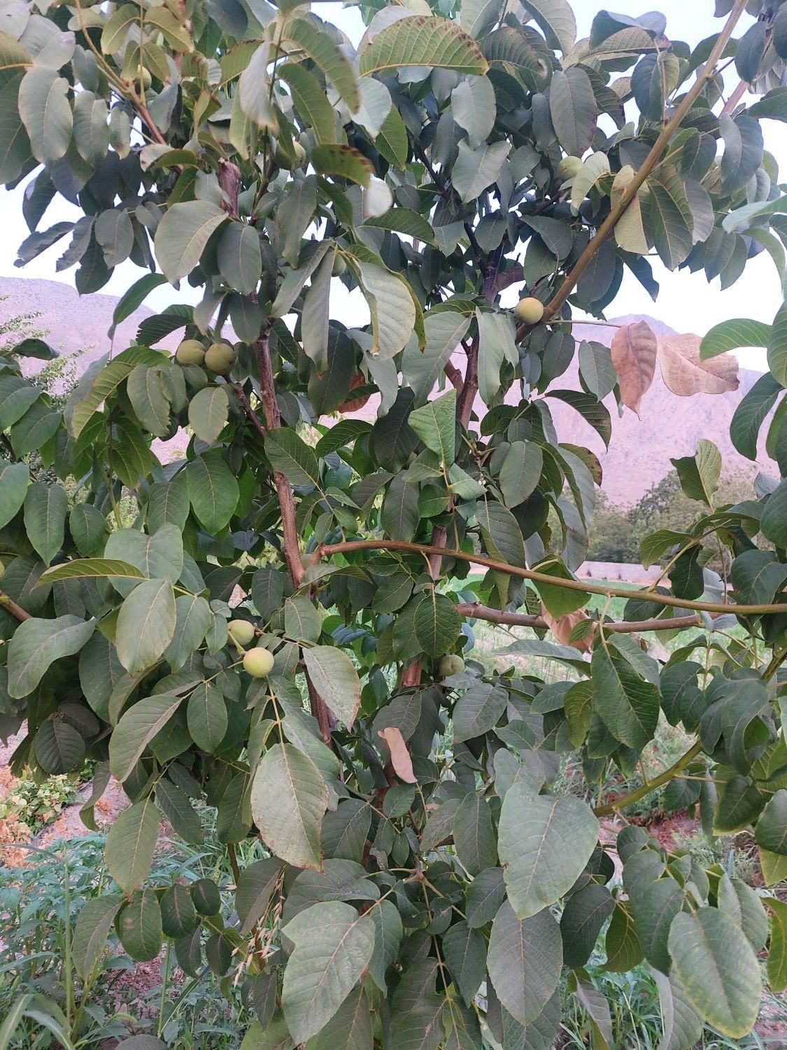 فروش باغ بین سیدان وفاروق .روستای اب انار|فروش خانه و ویلا|مرودشت, تخت جمشید|دیوار