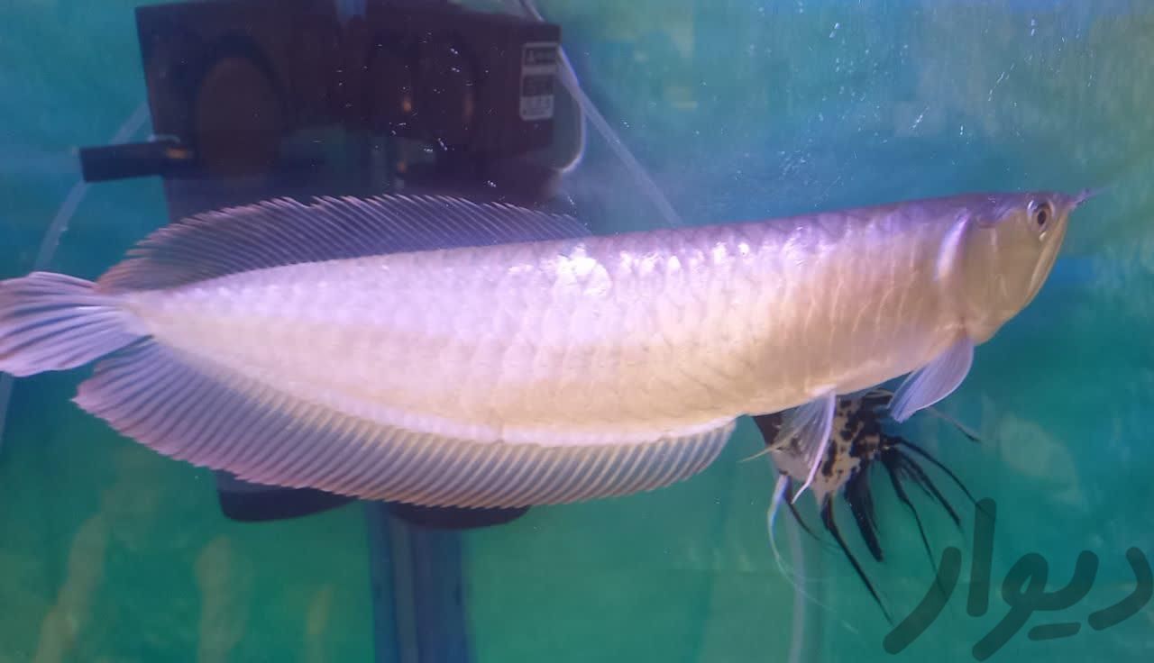 ماهی آروانا  سایز ۴۲سانتیمتر.|ماهی و آکواریوم|گرمدره, |دیوار