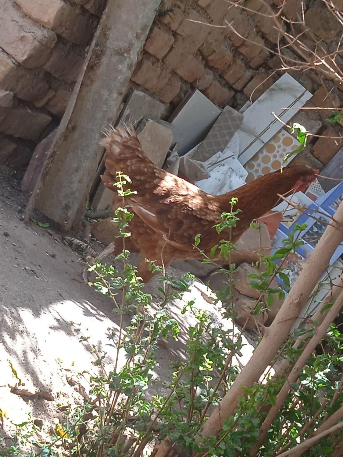 مرغ خانگی|حیوانات مزرعه|تربت جام, رضاآباد|دیوار