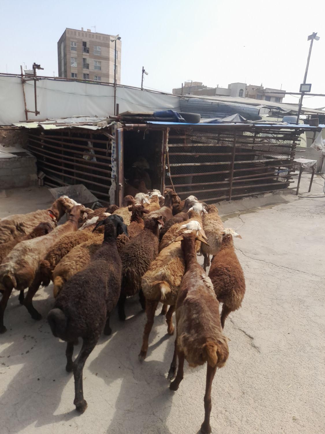 اصل مغان و افشار کم دنبه چربی و گوسفند کم شکم زنده|حیوانات مزرعه|تهران, سعادت‌آباد|دیوار