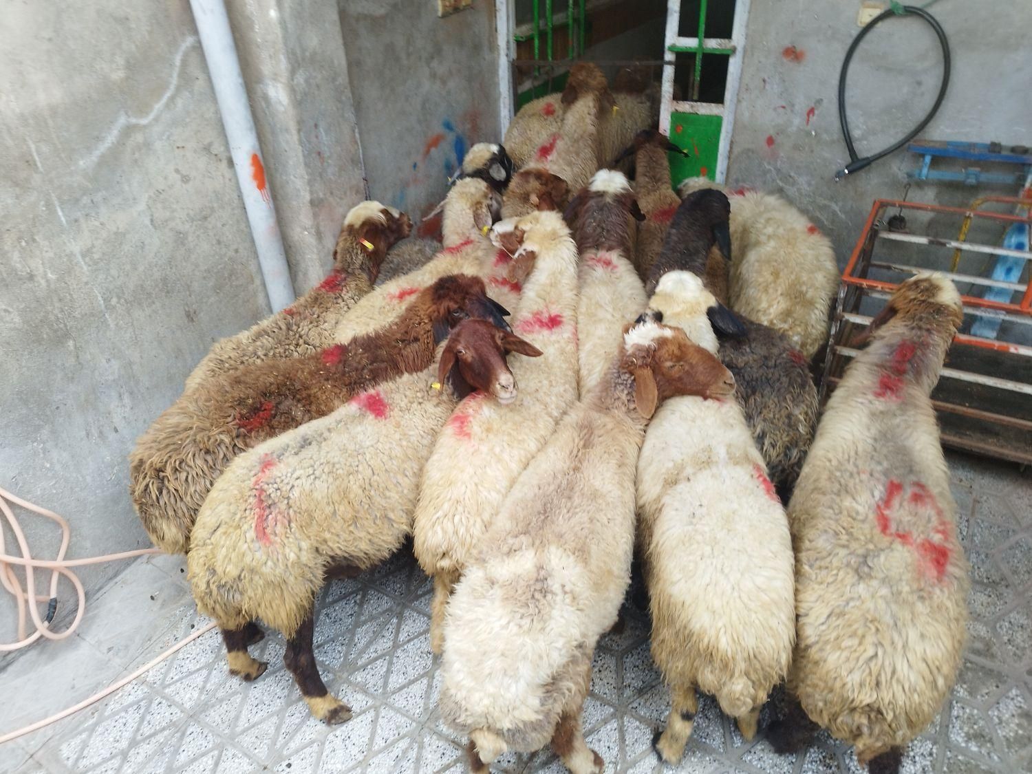 میش شیشک برهنر- ماده کشتاری|حیوانات مزرعه|بروجرد, |دیوار