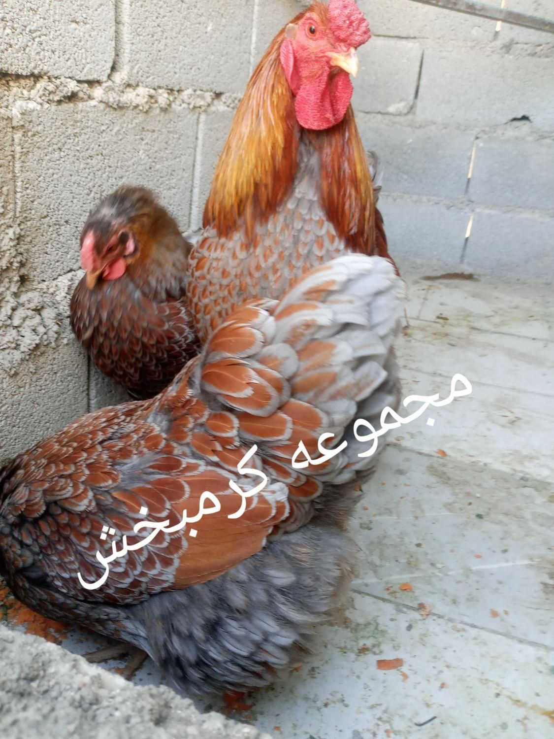 مرغ ویاندوت تخم نطفه ازتمام ذاتها یک جفت مولداورنج|پرنده|شیراز, حافظیه|دیوار